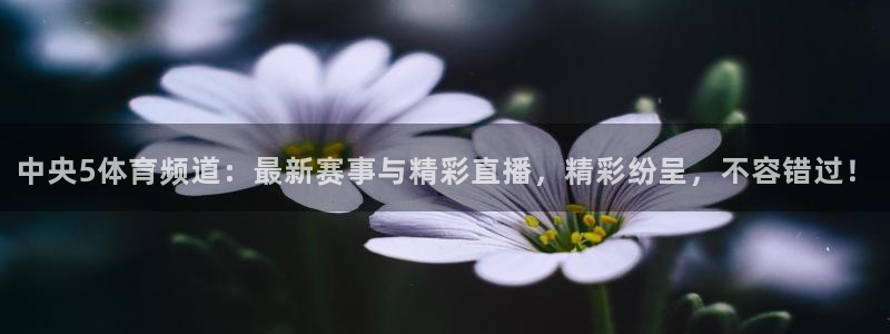 中央5体育频道：最新赛事与精彩直播，精彩纷呈，不容错过！